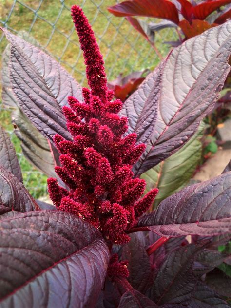 Amaranth